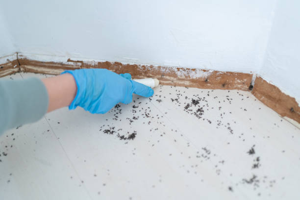 Best Termite Control Services  in Jackson, MI